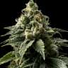 элитные сорта конопли Auto Euforia feminised

