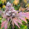 Семена Watermelon Zkittlez feminised Ganja Seeds купить Семена Watermelon Zkittlez feminised Ganja Seeds купить