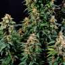 Семена Watermelon Zkittlez feminised Ganja Seeds оптом Семена Watermelon Zkittlez feminised Ganja Seeds оптом