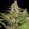 Freddy's Best feminised Dutch Passion Seeds Freddy's Best feminised Dutch Passion Seeds