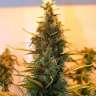 Freddy's Best feminised Dutch Passion Seeds Freddy's Best feminised Dutch Passion Seeds