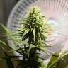 заказать хорошие семена конопли Northern Lights feminised