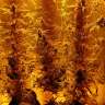семена конопли сорта сатива Liberty Haze feminised Barneys Farm семена конопли сорта сатива Liberty Haze feminised Barneys Farm
