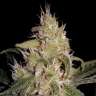 семена конопли для курения Liberty Haze feminised Barneys Farm семена конопли для курения Liberty Haze feminised Barneys Farm