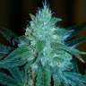 семена конопли для выращивания Liberty Haze feminised Barneys Farm семена конопли для выращивания Liberty Haze feminised Barneys Farm