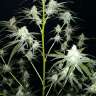 семена конопли марихуаны Liberty Haze feminised Barneys Farm семена конопли марихуаны Liberty Haze feminised Barneys Farm