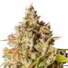 Семена Royal Gorilla feminised Ganja Seeds Семена Royal Gorilla feminised Ganja Seeds