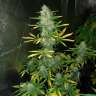 Заказать семена Royal Gorilla feminised Ganja Seeds Заказать семена Royal Gorilla feminised Ganja Seeds