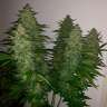 Семена конопли Royal Gorilla feminised Ganja Seeds Семена конопли Royal Gorilla feminised Ganja Seeds