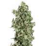 купить семена конопли феминизированные Auto Sweet Tooth feminised