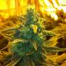 семена конопли скороспелый купить Exodus Cheese feminised