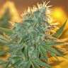 заказать семена конопли курьером Russian Snow feminised заказать семена конопли курьером Russian Snow feminised