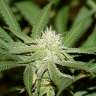 купить семена конопли интернет магазин Russian Snow feminised купить семена конопли интернет магазин Russian Snow feminised