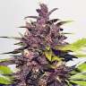 семян конопли Украина Auto Purple feminised GanjaLiveSeeds семян конопли Украина Auto Purple feminised GanjaLiveSeeds