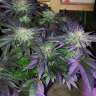 семена конопли элитных сортов Auto Purple Kush feminised GanjaLiveSeeds семена конопли элитных сортов Auto Purple Kush feminised GanjaLiveSeeds