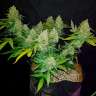 Семена марихуаны Auto Sweet Trainwreck feminised Ganja Seeds