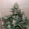 Семена конопли Auto Sweet Trainwreck feminised Ganja Seeds