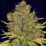 доставка семян конопли Auto Critical Plus feminised

