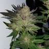 Качественные семена марихуаны Auto Critical Plus feminised Ganja Seeds
