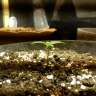 Сорт конопли Colossus feminised GanjaVIP Seeds Сорт конопли Colossus feminised GanjaVIP Seeds