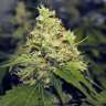 где заказать семена конопли Moby Dick feminised где заказать семена конопли Moby Dick feminised