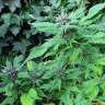 купить семена конопли марихуаны Frisian Duck feminised