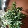 семена конопли в фирменной упаковке Auto Somango feminised GanjaLiveSeeds
