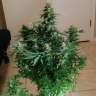 семена конопли интернет магазин Auto Somango feminised GanjaLiveSeeds