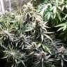 семена конопли автоцвет Auto Somango feminised GanjaLiveSeeds
