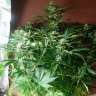 семена конопли errors seeds Auto Somango feminised GanjaLiveSeeds