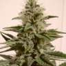 Auto White Dwarf feminised GanjaLiveSeeds Auto White Dwarf feminised GanjaLiveSeeds
