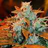 Auto White Dwarf feminised GanjaLiveSeeds Auto White Dwarf feminised GanjaLiveSeeds