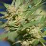 качественные семена конопли Auto White Dwarf feminised GanjaLiveSeeds качественные семена конопли Auto White Dwarf feminised GanjaLiveSeeds