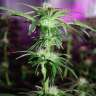 семена конопли с доставкой Peppermint Kush feminised Barneys Farm семена конопли с доставкой Peppermint Kush feminised Barneys Farm