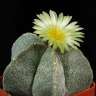 Семена кактусов Astrophytum coahuilense Семена кактусов Astrophytum coahuilense