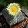 Качественные семена кактусов Astrophytum coahuilense Качественные семена кактусов Astrophytum coahuilense