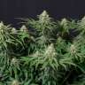 Wedding Cheesecake feminised Ganja Seeds купить Wedding Cheesecake feminised Ganja Seeds купить