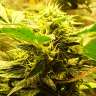 купить семена конопли недорого Auto Big Devil regular купить семена конопли недорого Auto Big Devil regular