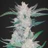 купить семена сортовой конопли Auto Mexican Airlines feminised купить семена сортовой конопли Auto Mexican Airlines feminised