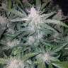 купить семена конопли f1 в оригинальной упаковке Auto Mexican Airlines feminised купить семена конопли f1 в оригинальной упаковке Auto Mexican Airlines feminised