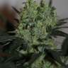 заказать семена конопли Ladyburn 1974 feminised