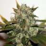 заказ семян конопли Киев Super Skunk feminised заказ семян конопли Киев Super Skunk feminised
