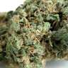 купить качественные семена конопли Super Skunk feminised купить качественные семена конопли Super Skunk feminised
