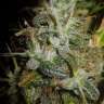 купить урожайные семена конопли Super Skunk feminised купить урожайные семена конопли Super Skunk feminised