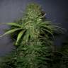 семена конопли в украине Auto Critical Jack feminised
семена конопли в украине Auto Critical Jack feminised