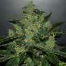 заказать на сайте семена конопли Auto Critical Jack feminised
заказать на сайте семена конопли Auto Critical Jack feminised