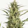 Семена марихуаны Auto Critical Jack feminised Ganja Seeds Семена марихуаны Auto Critical Jack feminised Ganja Seeds