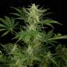 Семена конопли Auto Critical Jack feminised Ganja Seeds Семена конопли Auto Critical Jack feminised Ganja Seeds