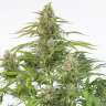 Cheese CBD feminised Ganja Seeds недорого