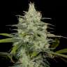 Cheese CBD feminised Ganja Seeds купить